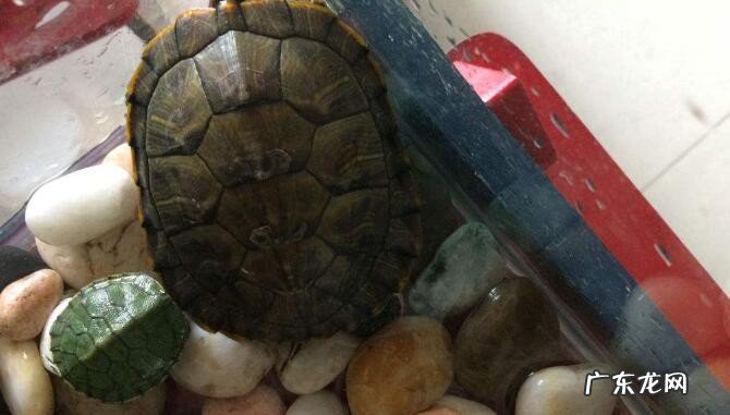 吃乌龟蛋的禁忌
