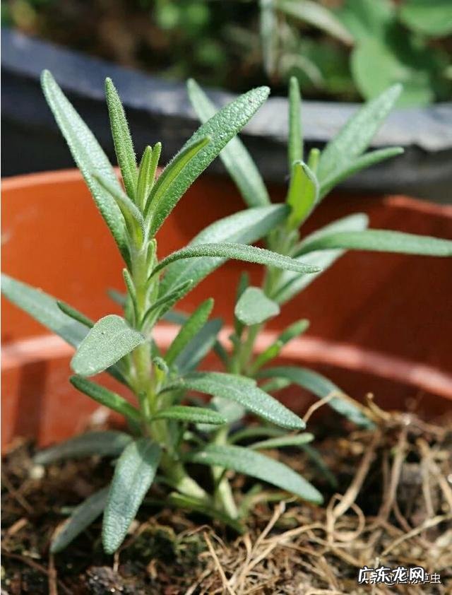 迷迭香盆栽总养不好，为啥我经常修剪还能长成灌木丛？