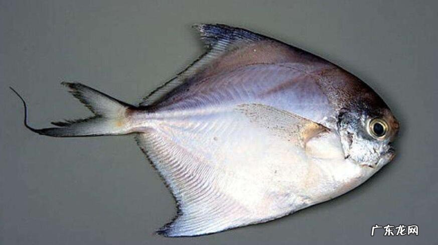 什么鱼的营养价值及功效