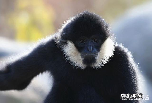 《山海经》中记载的异兽是真实存在的吗?还是古人凭空臆想出来的?