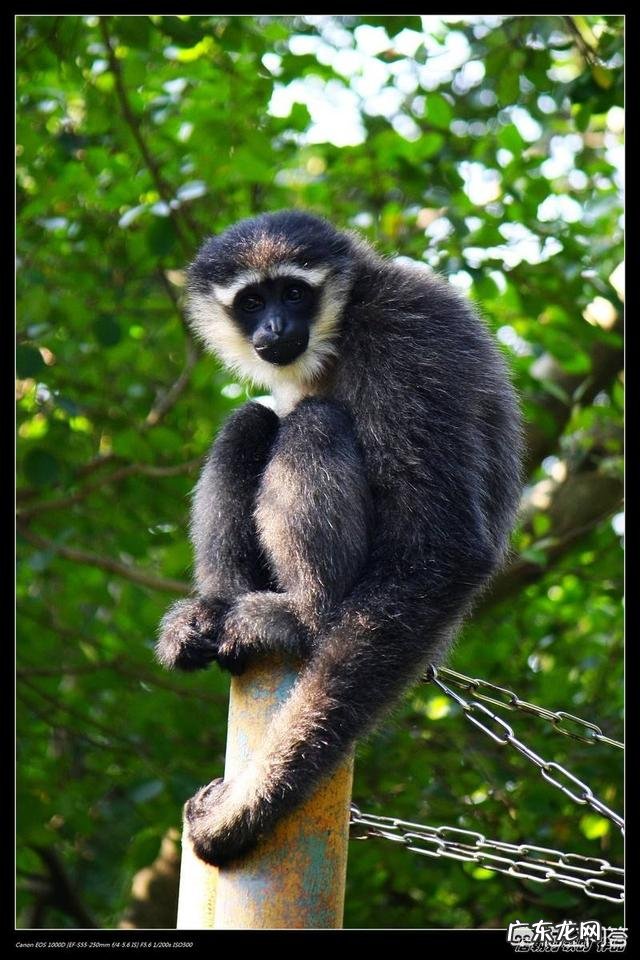 《山海经》中记载的异兽是真实存在的吗?还是古人凭空臆想出来的?