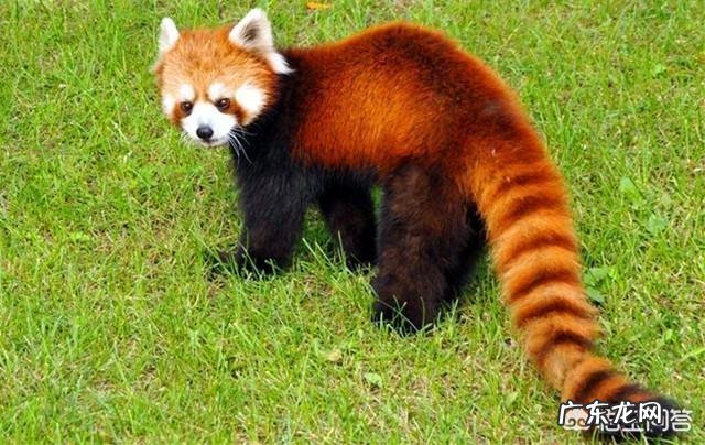 《山海经》中记载的异兽是真实存在的吗?还是古人凭空臆想出来的?