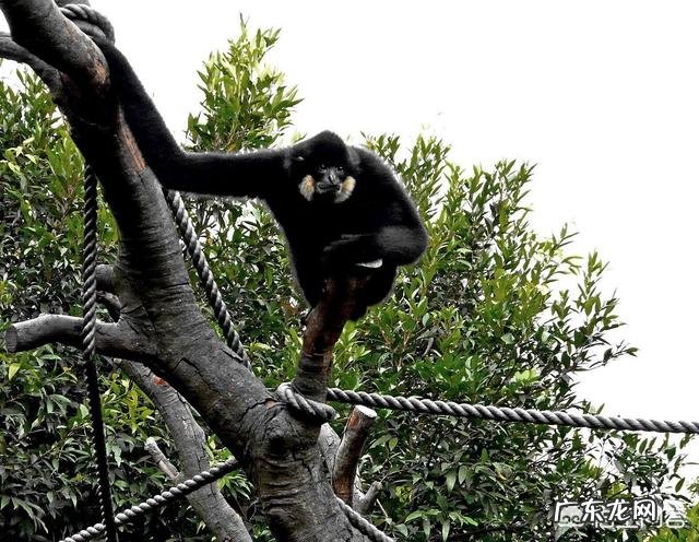 《山海经》中记载的异兽是真实存在的吗?还是古人凭空臆想出来的?