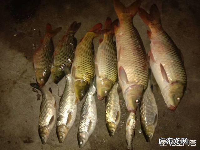 水库钓鲤鱼用哪些饵料?