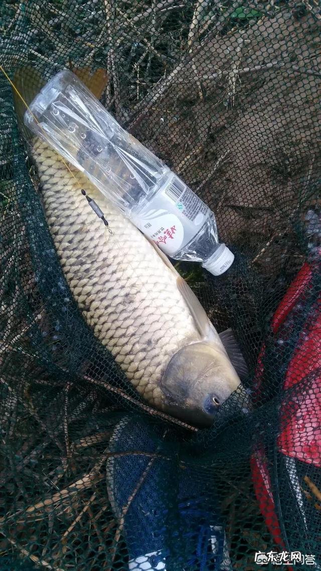 水库钓鲤鱼用哪些饵料?