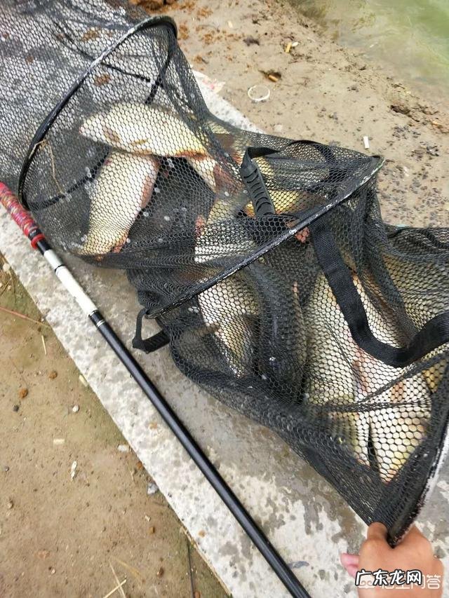 水库钓鲤鱼用哪些饵料?