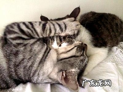 宠物知道你是在照顾它吗?