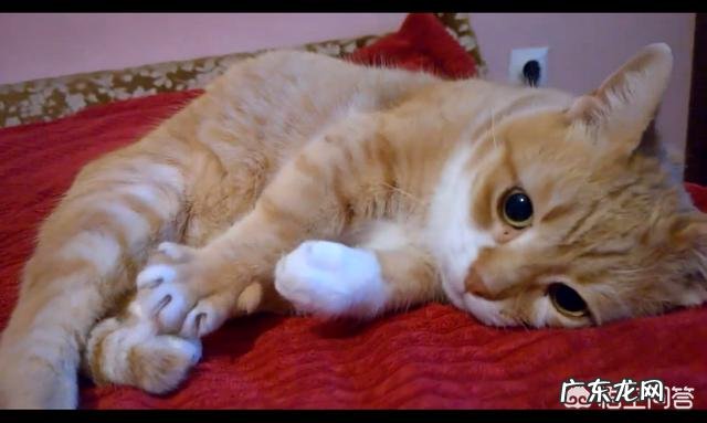 宠物知道你是在照顾它吗?