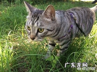 宠物知道你是在照顾它吗?