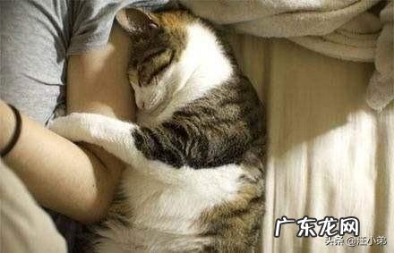 宠物知道你是在照顾它吗?