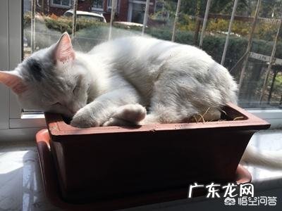 宠物知道你是在照顾它吗?