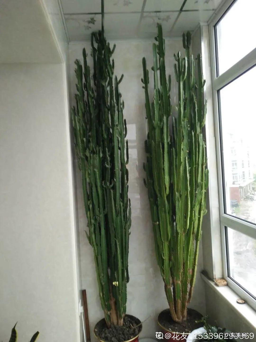 5种花 家里卧室养龙骨风水好吗