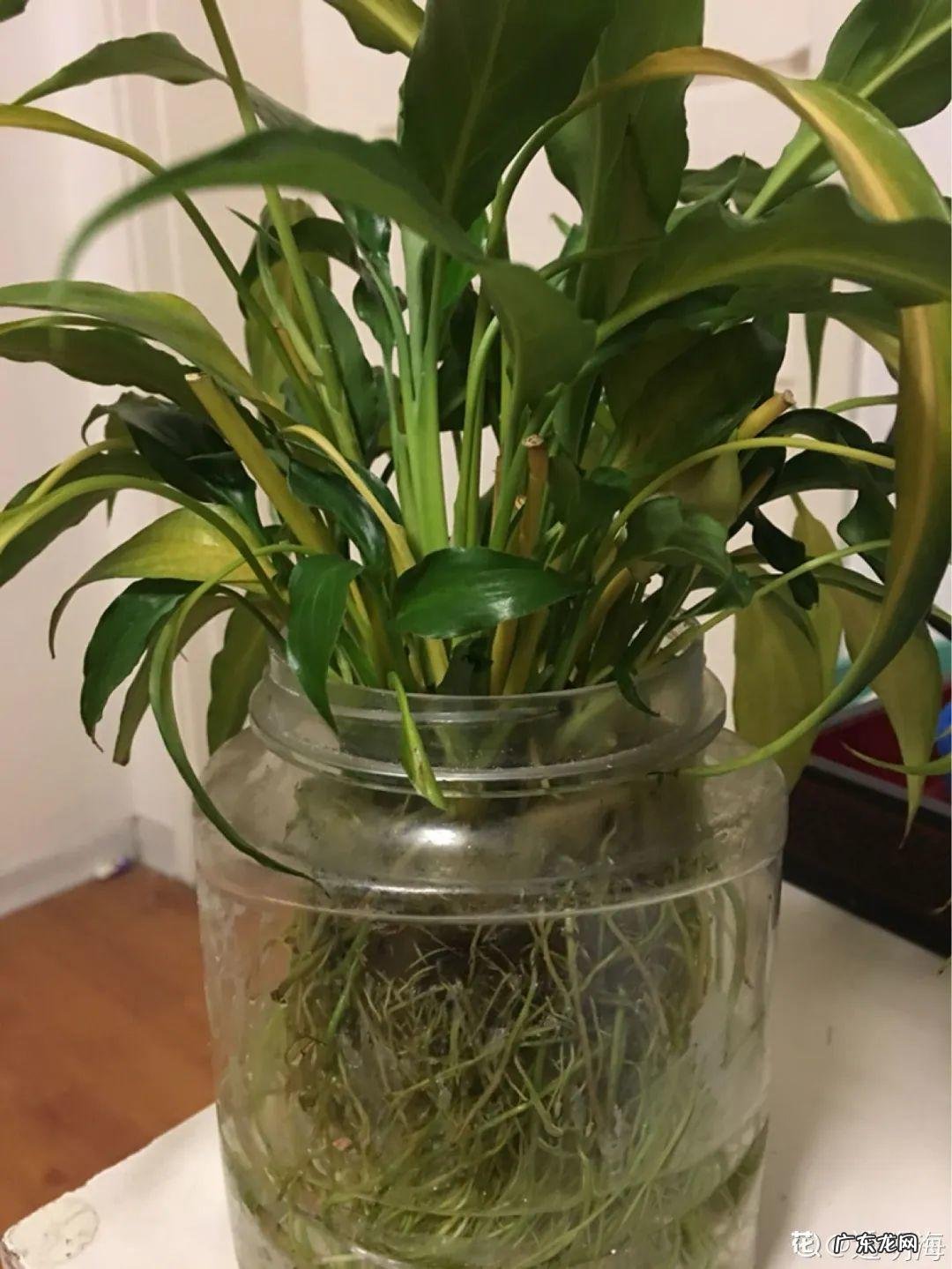 5种花 家里卧室养龙骨风水好吗