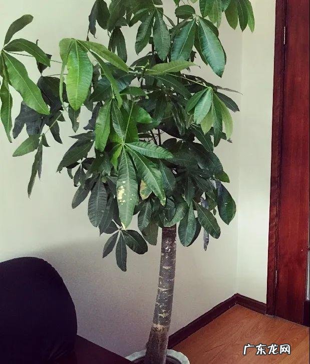 5种花 家里卧室养龙骨风水好吗