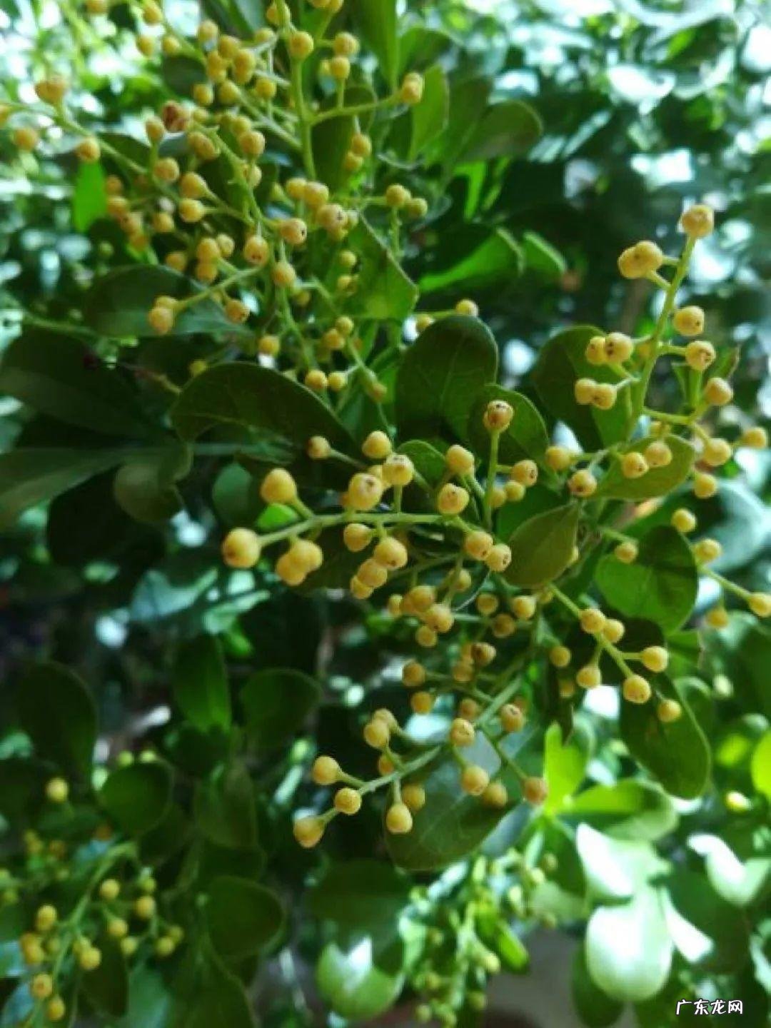 5种花 家里卧室养龙骨风水好吗