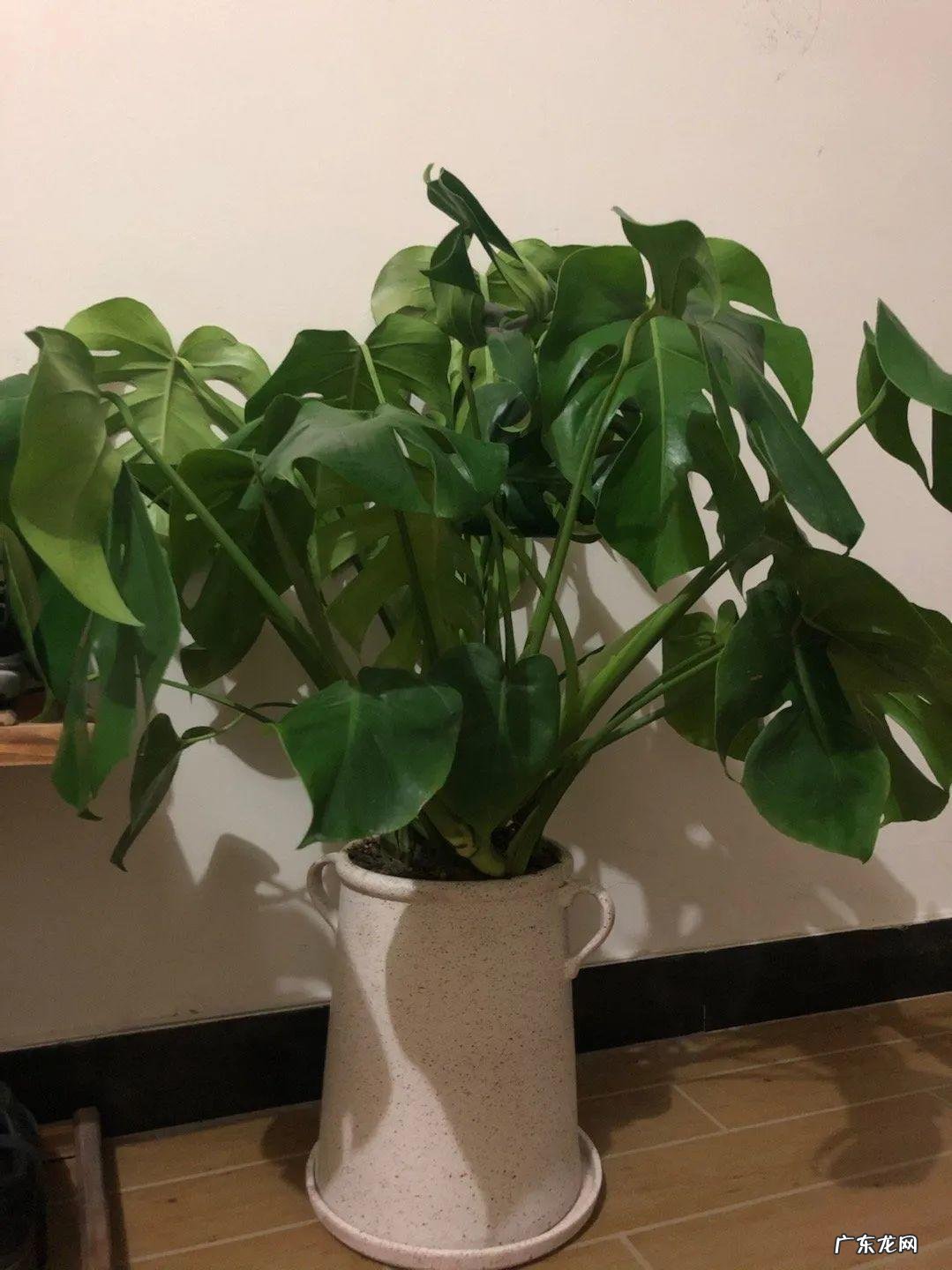 5种花 家里卧室养龙骨风水好吗