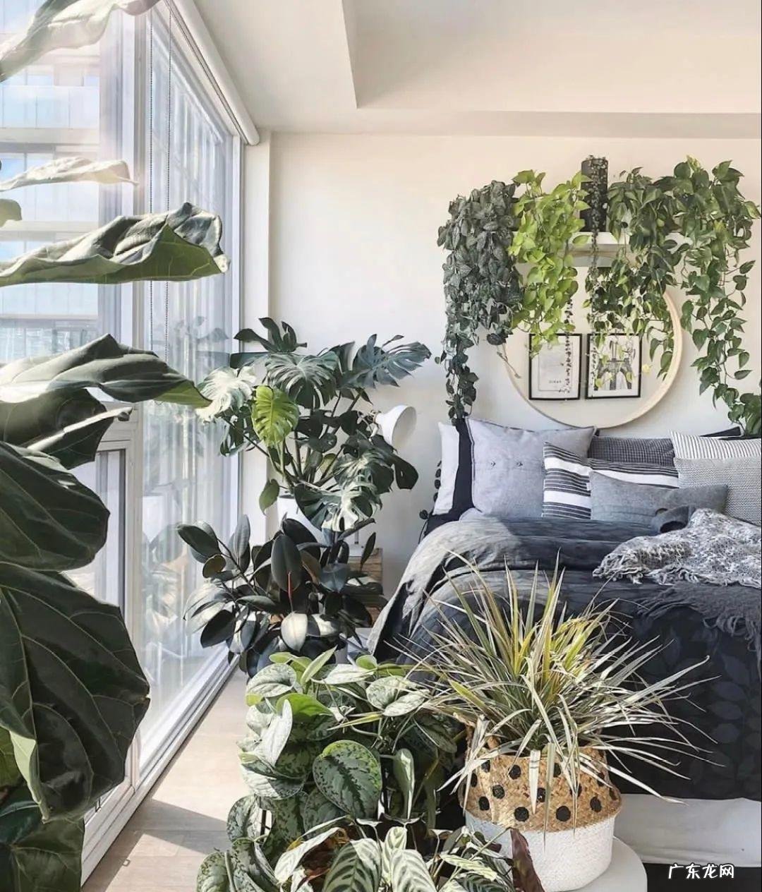 5种花 家里卧室养龙骨风水好吗