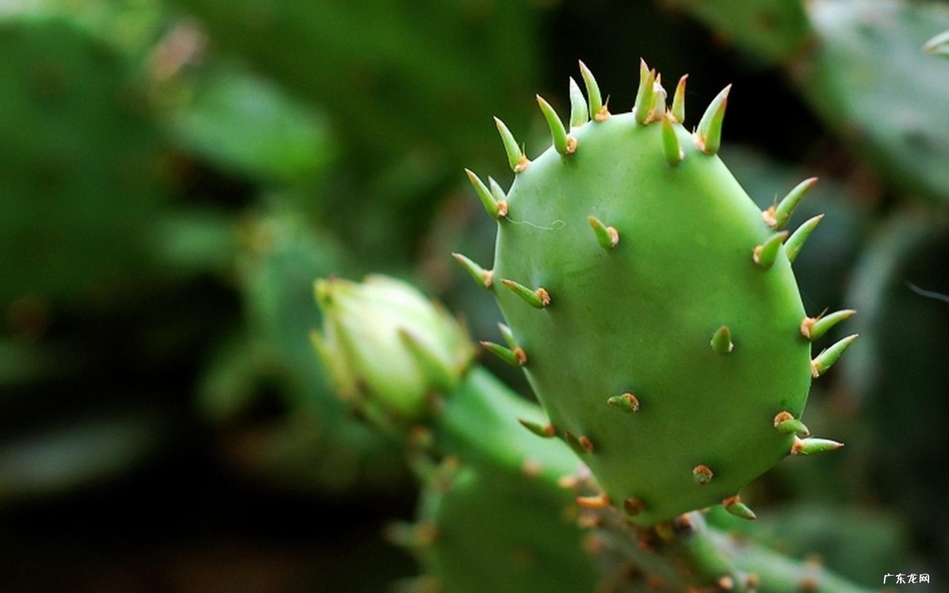长得丑寓意好 风水家里阳台养仙人掌好吗