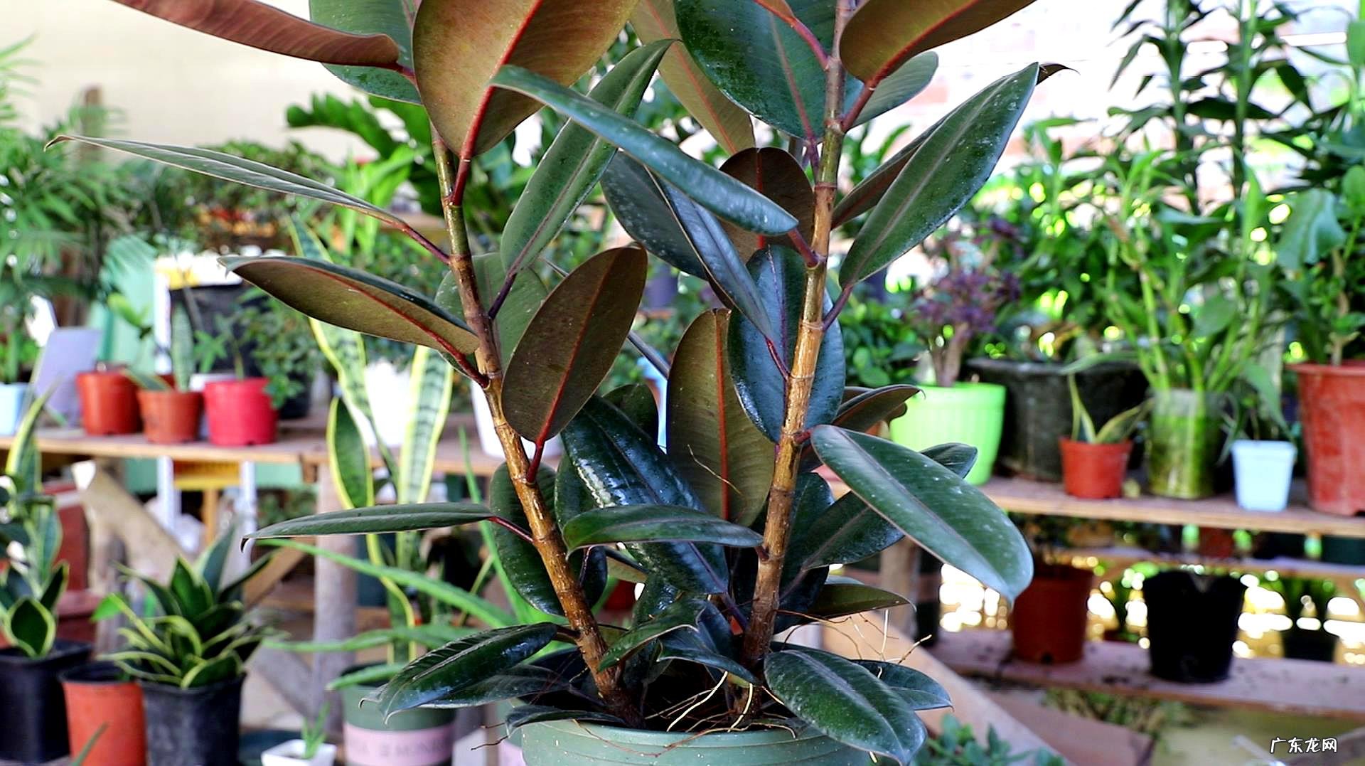 长得丑寓意好 风水家里阳台养仙人掌好吗