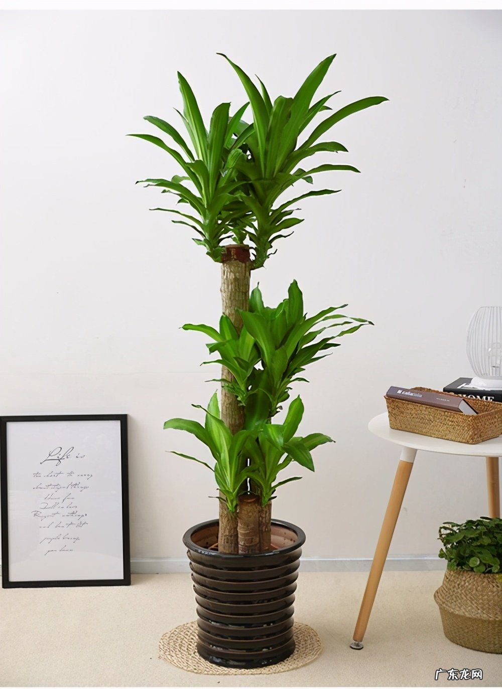 长得丑寓意好 风水家里阳台养仙人掌好吗