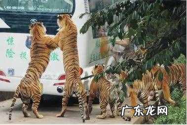 碧峰峡风景区好耍不 碧峰峡旅游攻略自驾