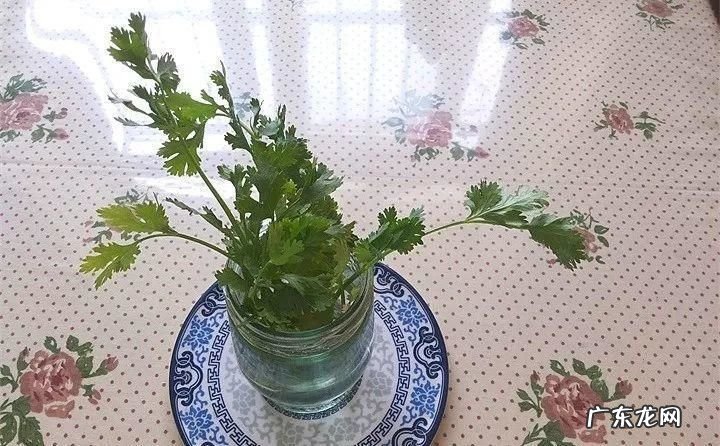 哪些蔬菜可以水培 水培蔬菜有哪些