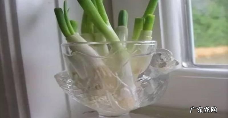 哪些蔬菜可以水培 水培蔬菜有哪些