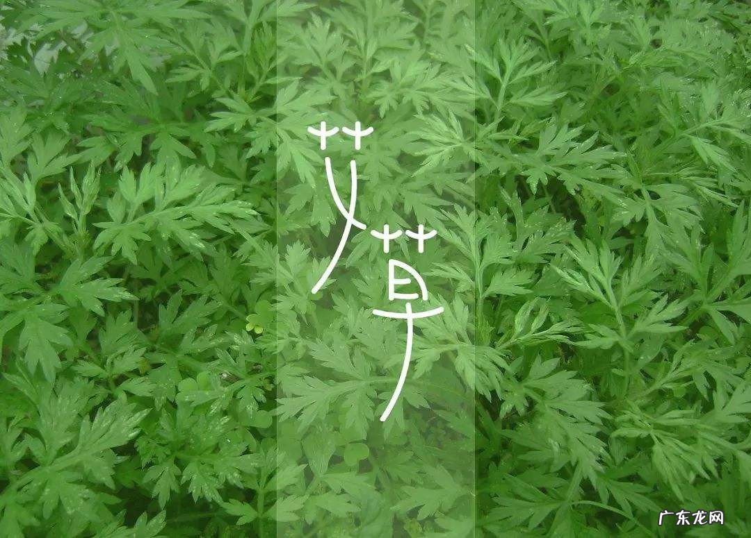 艾叶洗脸有什么好处