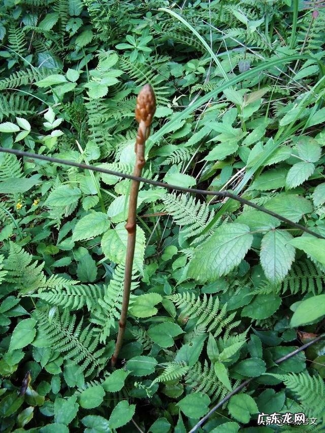 天麻如何种植,都有那些病害发生?市场前景如何?