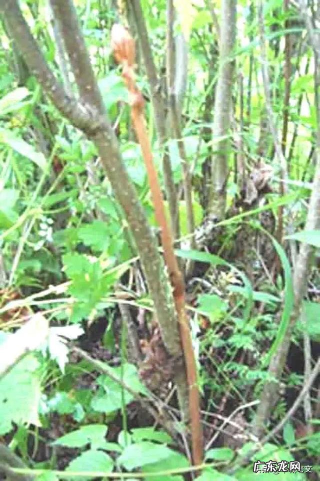 天麻如何种植,都有那些病害发生?市场前景如何?