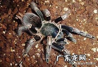 《昆虫记》里,狼蛛和狼有什么相似吗?是很恐怖的昆虫吗?