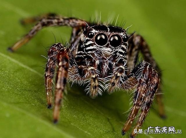 《昆虫记》里,狼蛛和狼有什么相似吗?是很恐怖的昆虫吗?