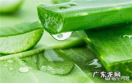 芦荟胶有哪些作用?什么牌子的芦荟胶比较好?