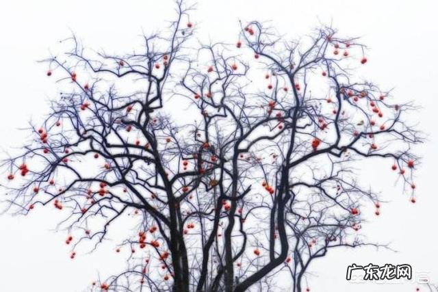 吃柿子有什么好处？