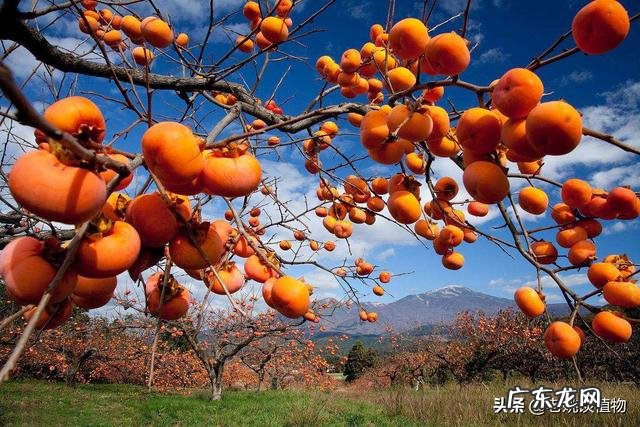 吃柿子有什么好处?