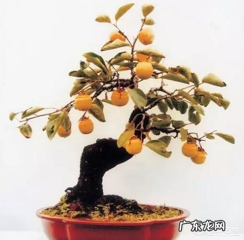 吃柿子有什么好处？