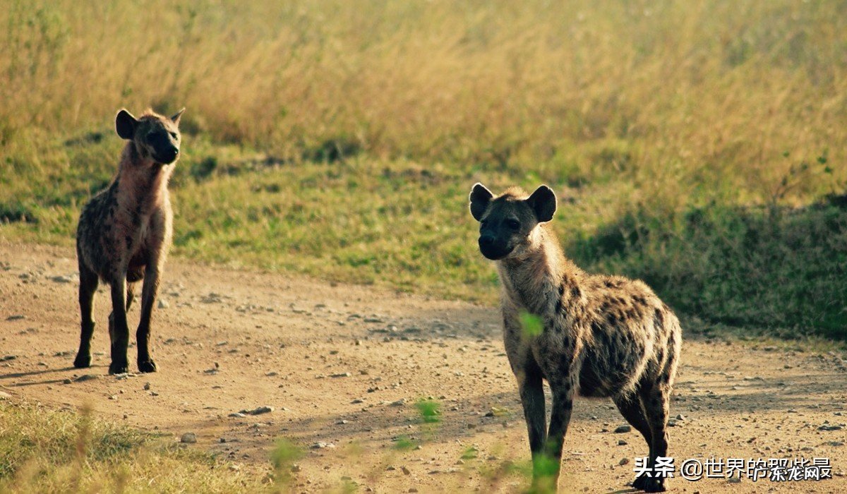 为什么站在食物链顶端的老虎,生存能力反而比较低? 老虎寿命多久