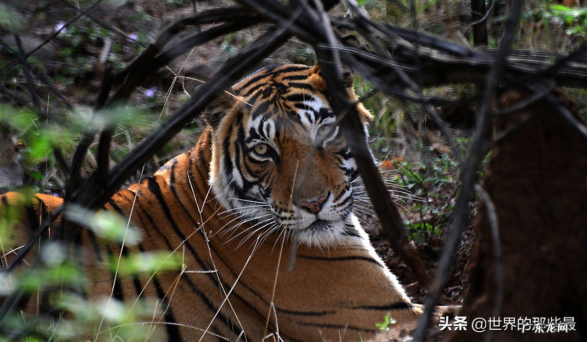 为什么站在食物链顶端的老虎,生存能力反而比较低? 老虎寿命多久