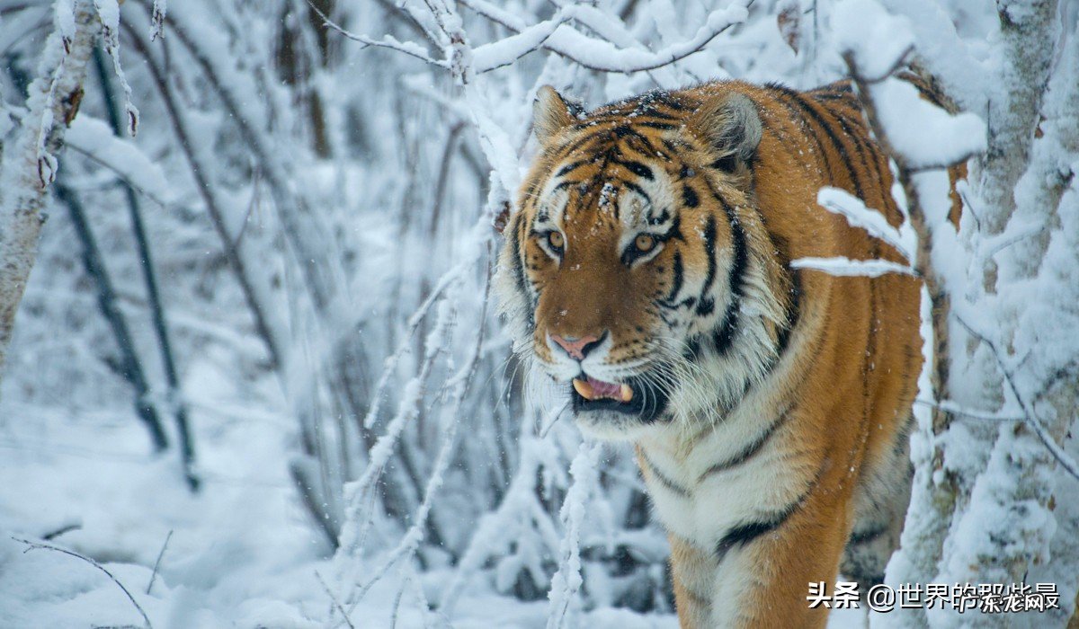为什么站在食物链顶端的老虎,生存能力反而比较低? 老虎寿命多久