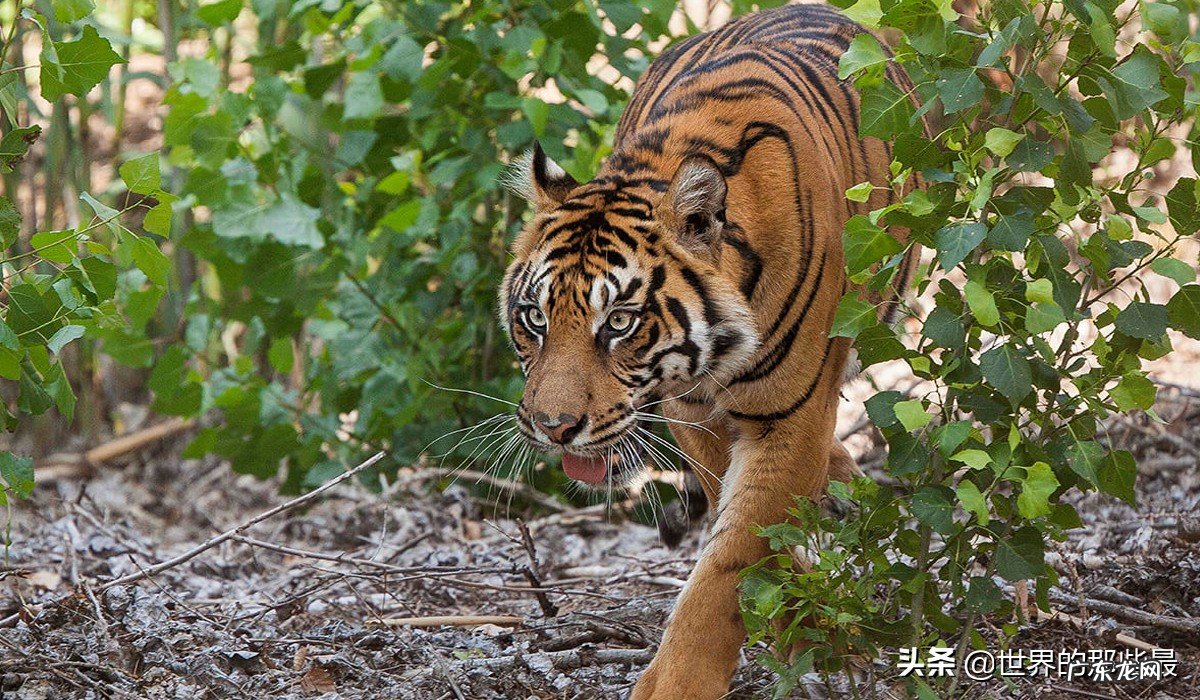 为什么站在食物链顶端的老虎,生存能力反而比较低? 老虎寿命多久