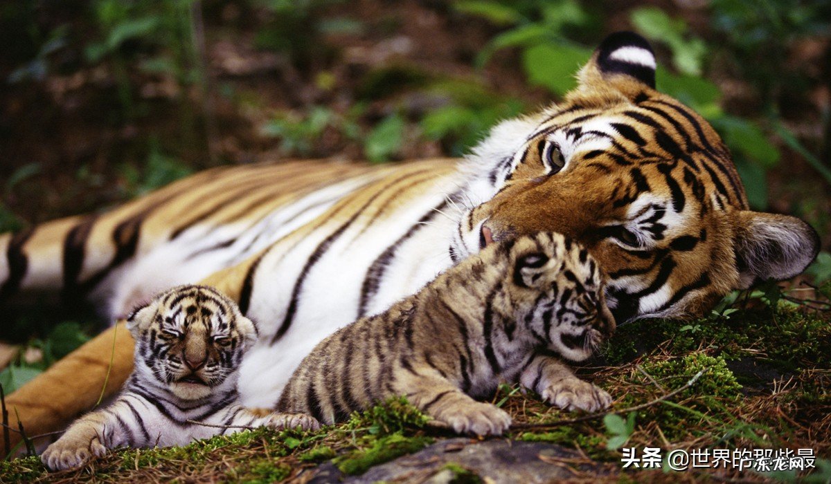 为什么站在食物链顶端的老虎,生存能力反而比较低? 老虎寿命多久
