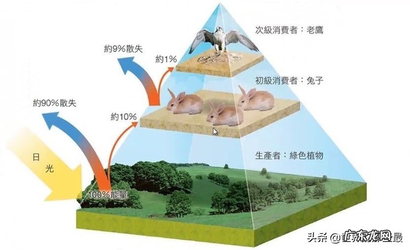 为什么站在食物链顶端的老虎,生存能力反而比较低? 老虎寿命多久
