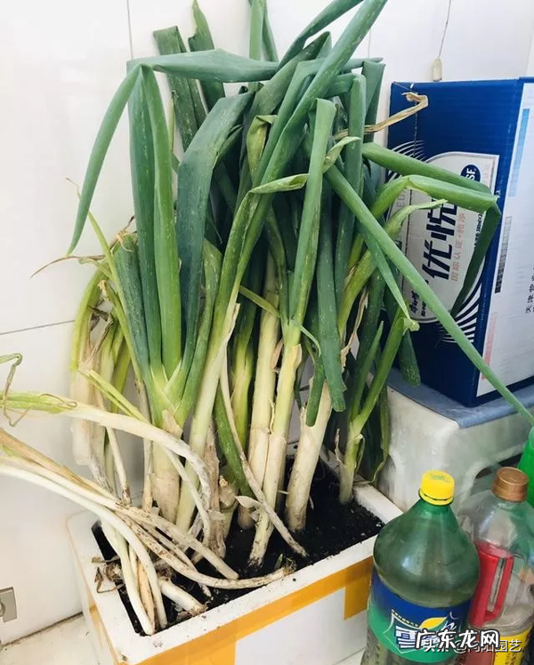 室内风水宝地当属“小阳台” 家里阳台种葱风水好吗