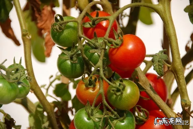 室内风水宝地当属“小阳台” 家里阳台种葱风水好吗