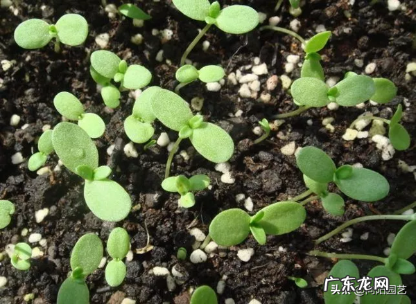 室内风水宝地当属“小阳台” 家里阳台种葱风水好吗