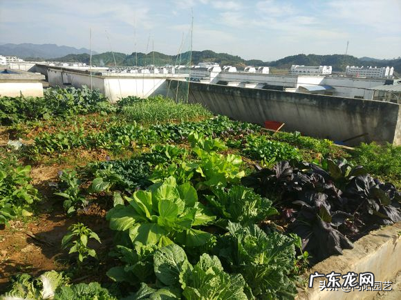 室内风水宝地当属“小阳台” 家里阳台种葱风水好吗