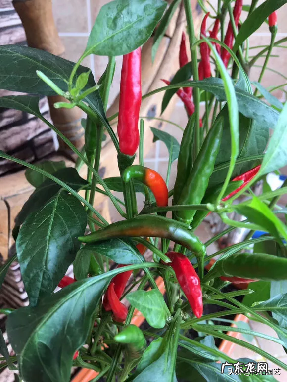 室内风水宝地当属“小阳台” 家里阳台种葱风水好吗