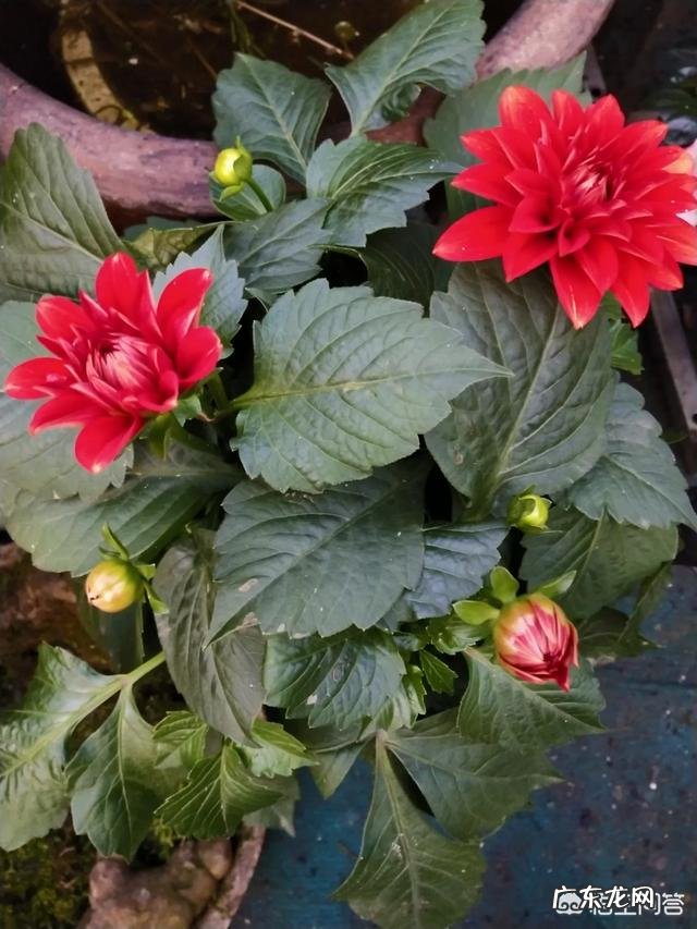 请问大丽花播种当年能否开花?