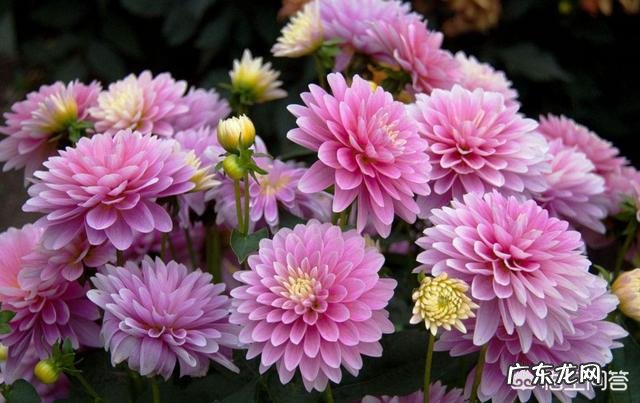 请问大丽花播种当年能否开花?