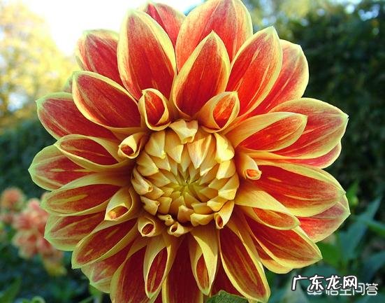 请问大丽花播种当年能否开花?